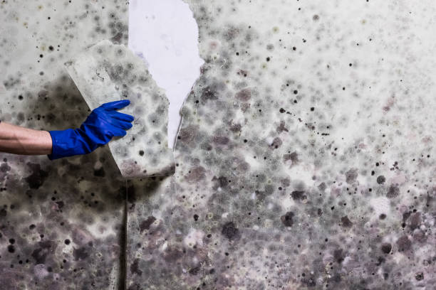 Best Fast Mold Removal  in Price, UT